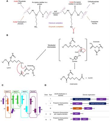 Bacterial protein acetylation: mechanisms, functions, and methods for study